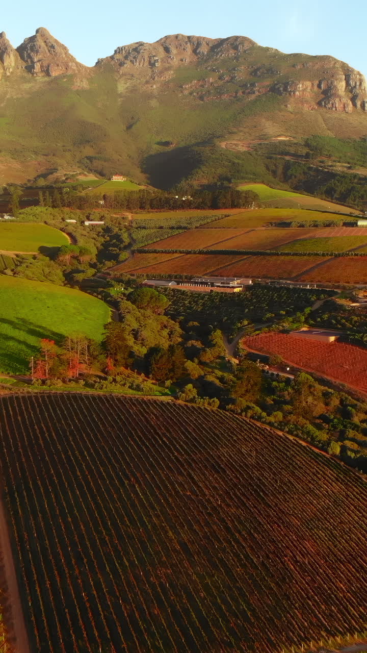 Ripresa aerea all'ora d'oro su lussureggianti vigneti e catena montuosa