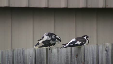 magpie-lark mudlark birds perched on fence scratching face grooming cleaning themselves australia maffra gippsland victoria slow motion