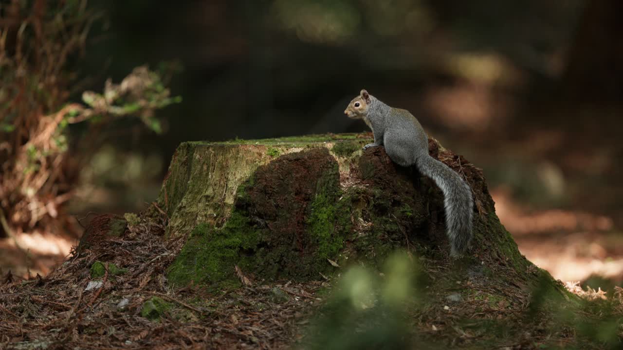 Grey squirrel on mossy tree stump in forest, resting in soft natural light