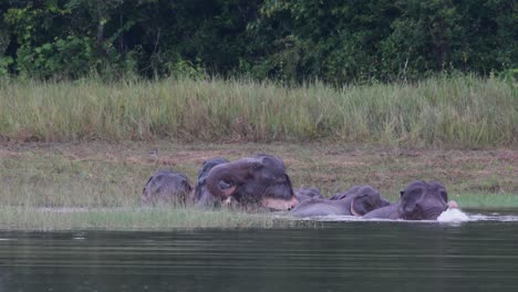 the asiatic elephants are endangered and this herd is having a good time playing and bathing in a lake at khao yai national park