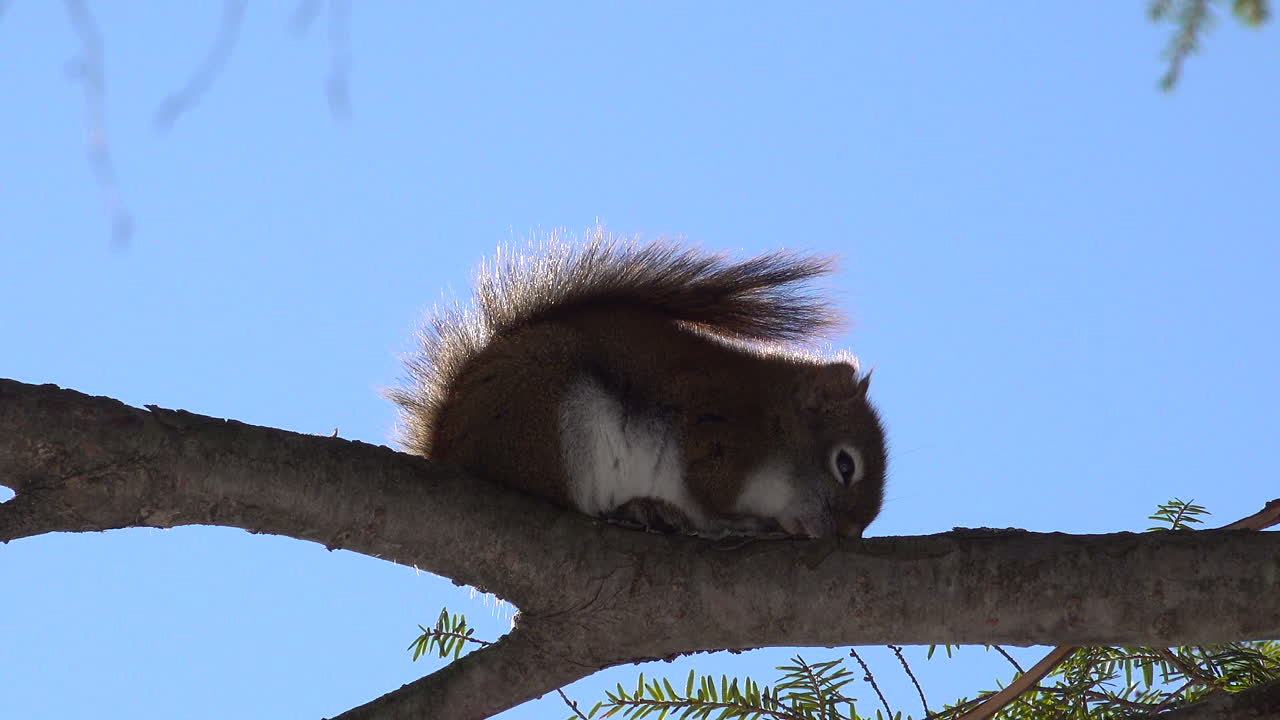 ardilla tratando de dormir en la rama de un árbol