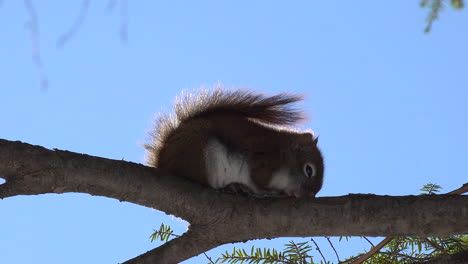 Ardilla-Tratando-De-Dormir-En-La-Rama-De-Un-árbol