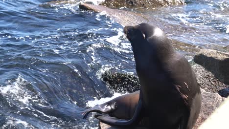 a vulnerable sea lion sitting next to a loose fishing line which can cause painful and debilitating entanglement and injury to the animal