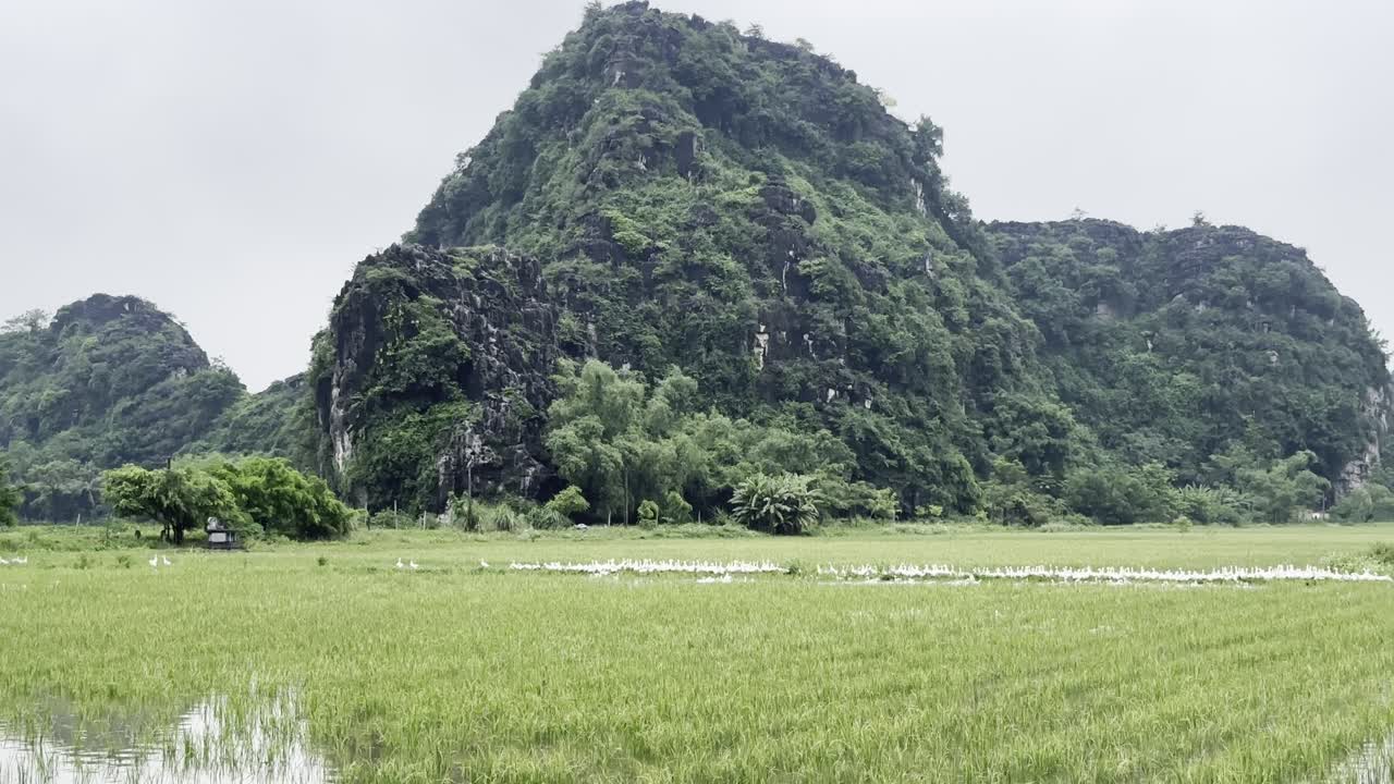 Một đàn vịt trắng lớn di chuyển giữa những cây lúa xanh tươi trên vùng quê Việt Nam, nổi bật trên nền núi đá vôi hùng vĩ. Khung cảnh nông thôn yên bình, thanh tĩnh và tự nhiên.