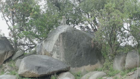 young male leopard on a rock next to a tree during rain