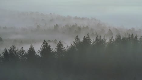 misty forest landscape