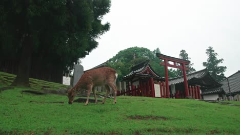 venado de cola blanca comiendo hierba frente al santuario kasuga en un día lluvioso