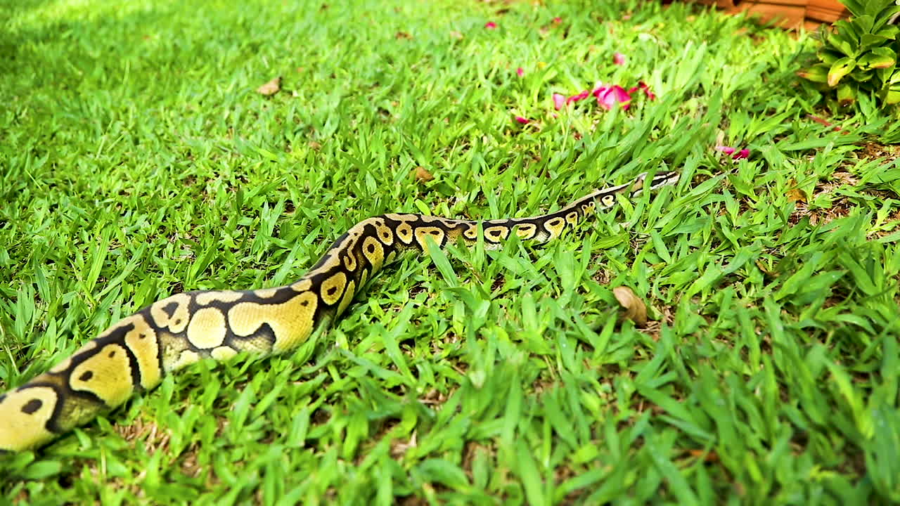 primer plano de una pitón real arrastrándose sobre la hierba verde