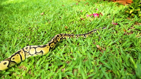 Closeup-of-real-python-crawling-on-the-green-grass