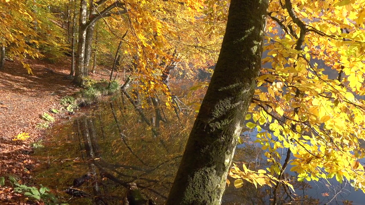 Golden Autumn Leaves Reflecting in a Calm Forest Lake
