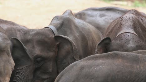 Group-of-elephants-stand-together-eating-with-neck-harnesses-on