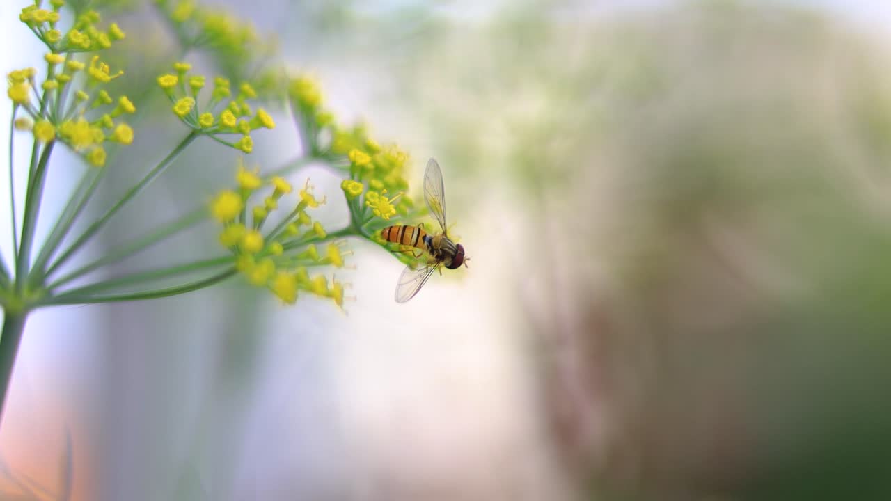 Close-up of a Fly on a Yellow Flower