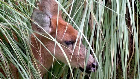 A-close-up-head-shot-of-a-wild-young-marsh-deer,-blastocerus-dichotomus-hiding-in-the-marshland-alerting-for-potential-predator