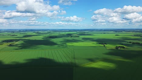 aerial drone iew of vast green fields of growing grain with dramatic cloud shadows cast across the landscape