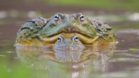 Vorderansicht-Afrikanischer-Ochsenfrösche,-Die-Sich-Im-Seichten-Wasser-Des-Flusses-Paaren