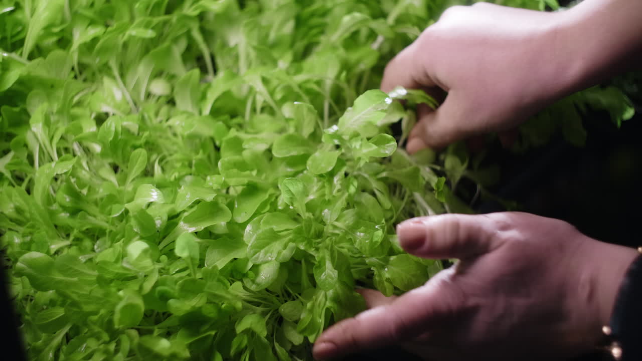 Hands Harvesting Fresh Salad Greens from Hydroponic System