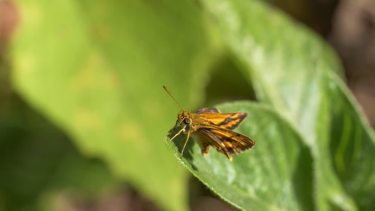 Farfalla Hesperiide posata sulla foglia di una pianta. Scatto ravvicinato.