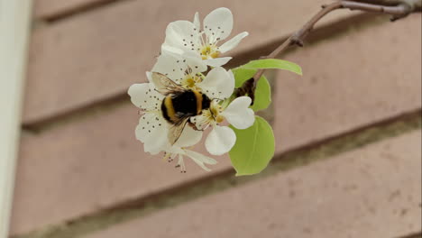 Honey-bee-collecting-pollen-in-slowmotion,-in-the-background-an-out-of-focus-wall