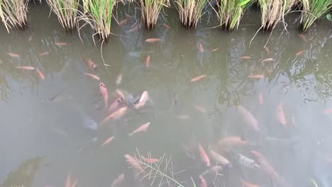 Peces-Nadando-En-El-Estanque-En-El-Campo-De-Arroz-Y-En-Cámara-Lenta