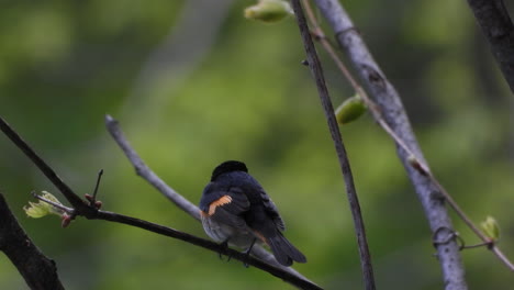 Beautiful-black-bird-sitting-in-a-tree-and-flies-away---Static-shot