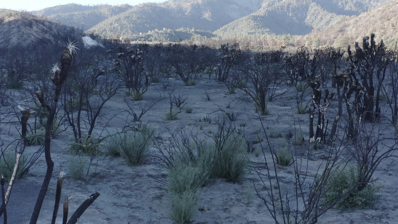 Post-Wildfire Landscape: Burnt Trees and Ash-Covered Ground