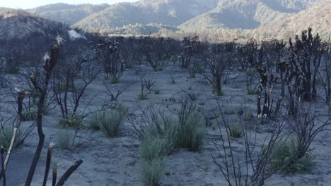 post-wildfire landscape: burnt trees and ash-covered ground