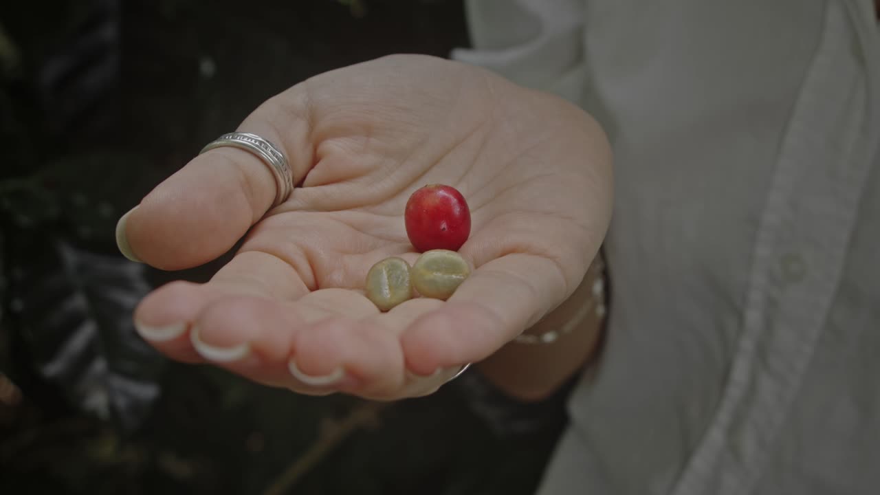 Woman holding ripe and unripe coffee cherries