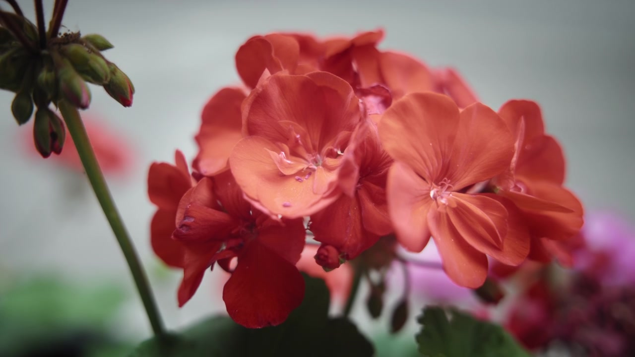 Close up of red begonia flower