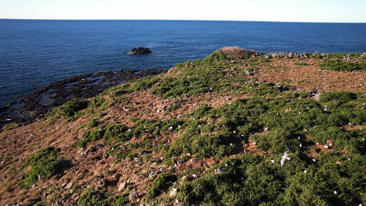 Flock Of Seagulls At Cook Island In NSW, Australia - Drone Shot