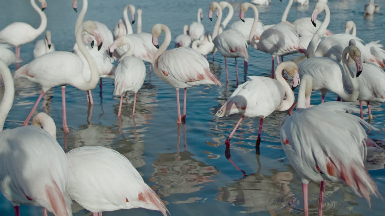 플라밍고 키네 4k 13