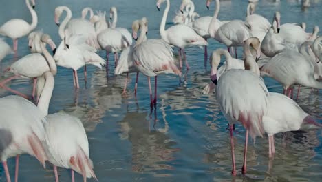 Flamingo-Kine-4K-13