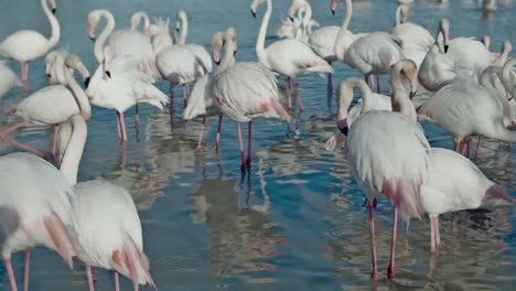 flamenco kine 4k 13
