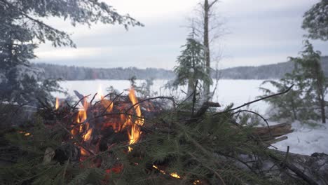 ramas de pino con follaje ardiendo en un frío invierno nevado