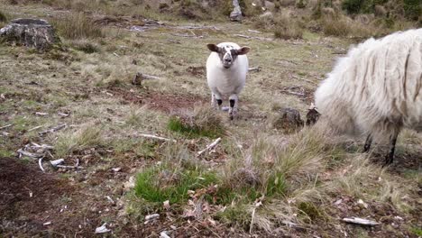 sheep grazing on a heather