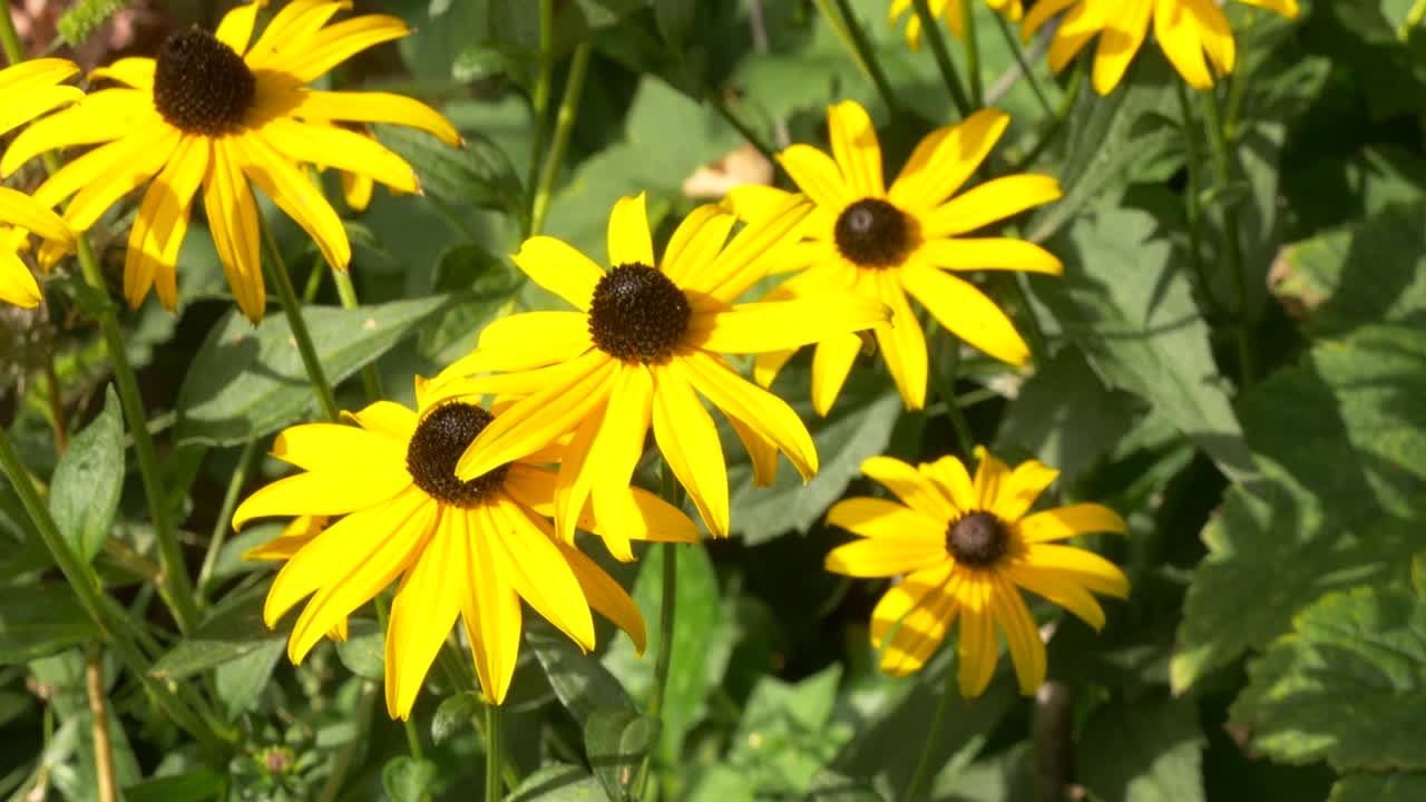 un lecho de flores de rudbeckia hirta pesa en el viento