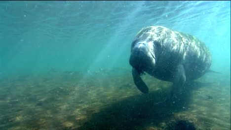 Eine-Seekuh-Schwimmt-Unter-Wasser-8