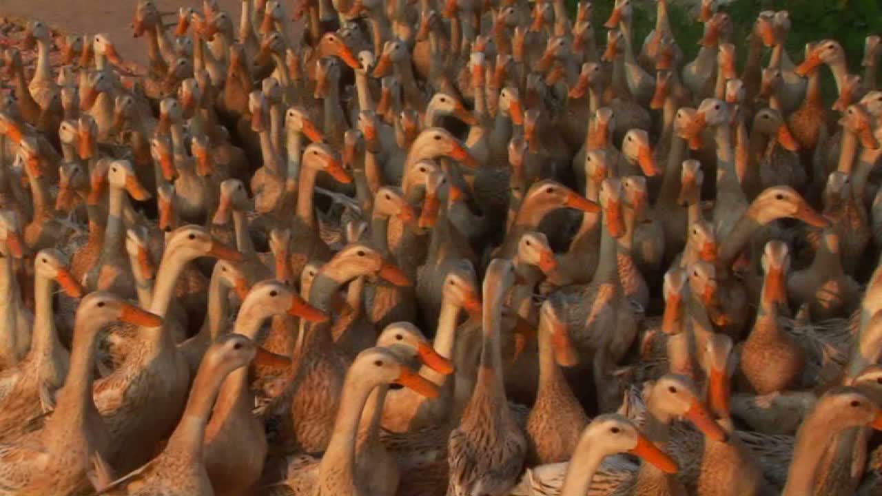 수백 마리의 오리가 베트남 농부에 의해 몰리고 있습니다.