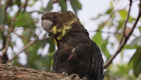 Primer-Plano-De-Una-Cacatúa-Negra-Brillante-Hembra-Loro-En-Peligro-De-Extinción-De-Australia