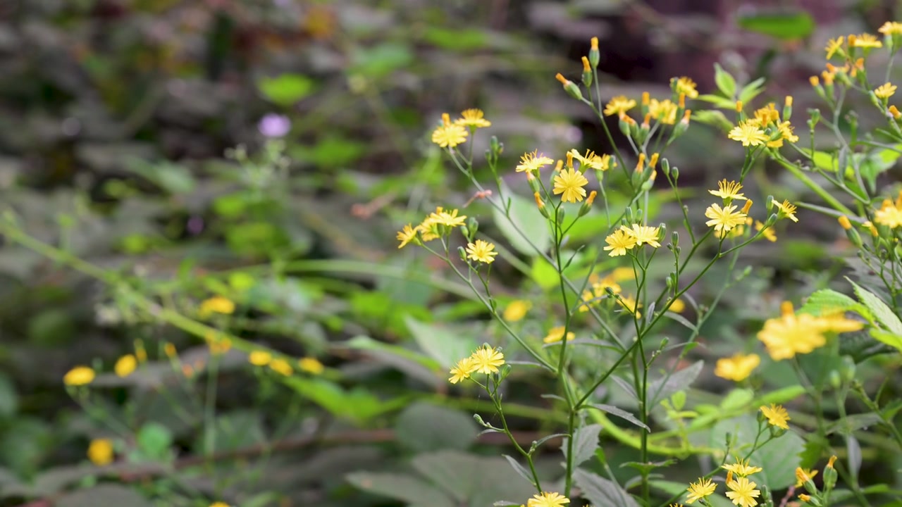 Bright yellow wildflowers from the daisy family sway gently in a lush green setting. Ideal for nature documentaries or botanical studies.