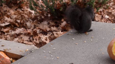 una ardilla negra sacando semillas de calabaza de una caja de jardín