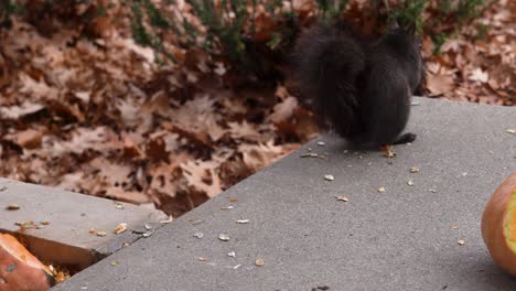 a black squirrel taking pumpkin seeds from a garden box