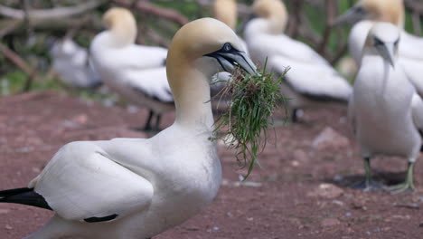 Experience-the-enchanting-world-of-Northern-Gannet-birds-as-they-exhibit-their-natural-behavior-in-stunning-4K-slow-motion