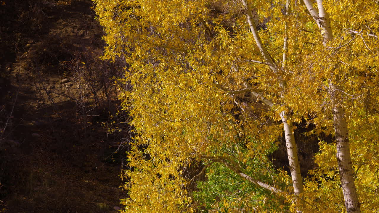 Vento che soffia su alberi autunnali con fogliame dorato in una giornata di sole