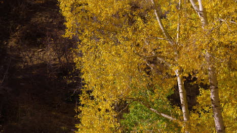 wind blowing on autumn trees with golden foliage on sunny day
