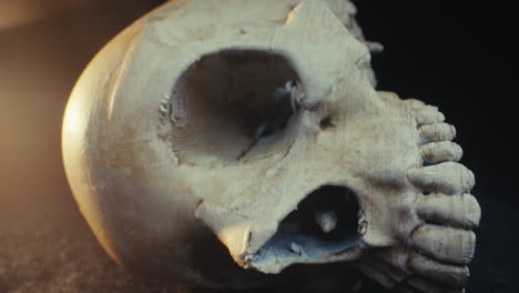 antique skull close-up