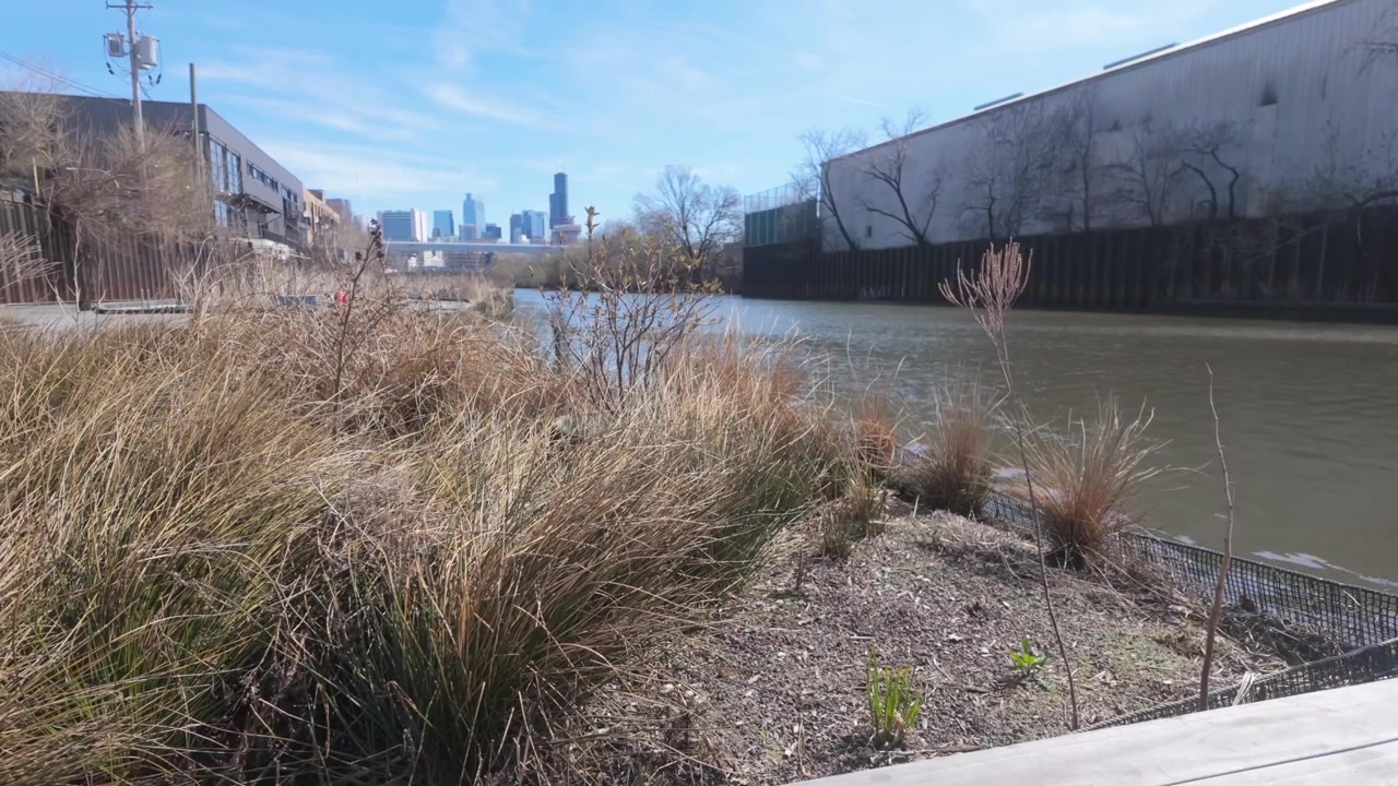 Vista a contrapicado del río Chicago con plantas primaverales en primer plano y el icónico horizonte de Chicago a lo lejos sobre el río