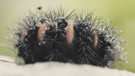 black fuzzy caterpillar in the rain