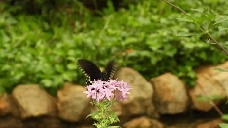 black butterfly on the flower