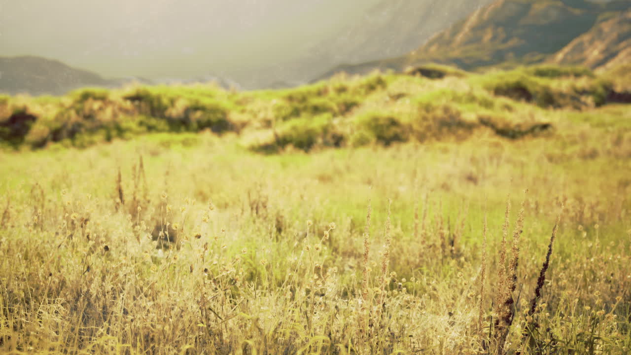 Golden grasses sway gently in the warm sunlight near a serene landscape