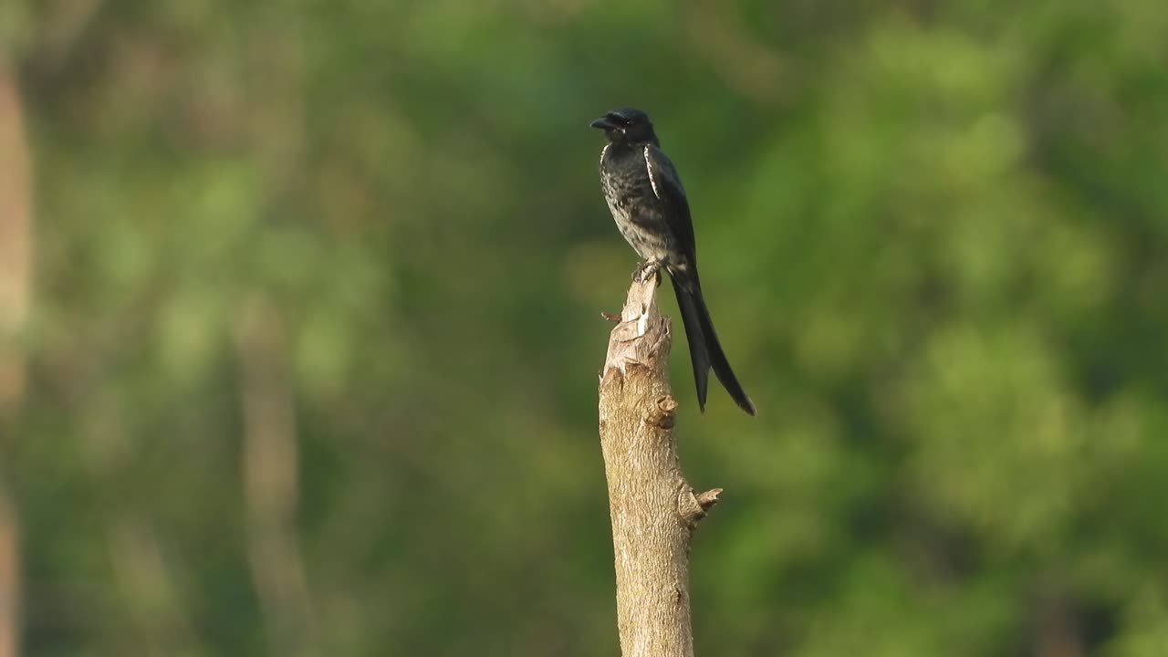 drongo negro - en el árbol - esperando la caza